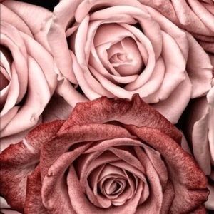 Meet your Posher, Rose